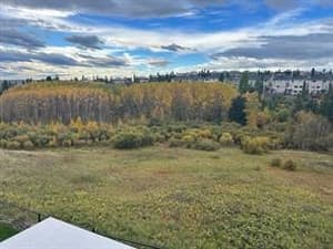 27 Royal Birch